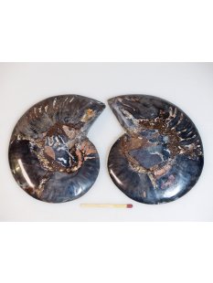 AM107 Ammoniten Paar Cleoniceras besairier Madagaskar...