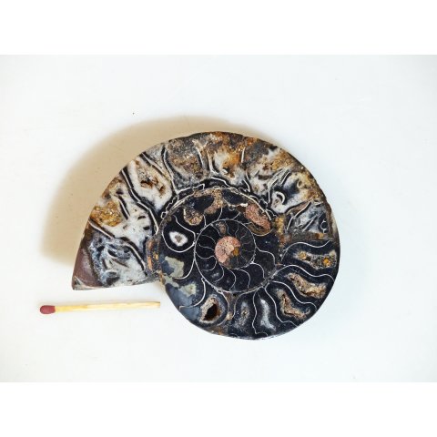 AM108 Ammoniten Paar Cleoniceras besairier Madagaskar seltene schwarze Farbe 205 g D 90 mm