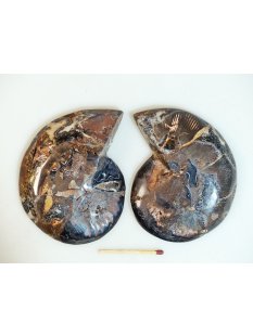 AM108 Ammoniten Paar Cleoniceras besairier Madagaskar seltene schwarze Farbe 205 g D 90 mm