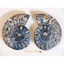 AM108 Ammoniten Paar Cleoniceras besairier Madagaskar seltene schwarze Farbe 205 g D 90 mm