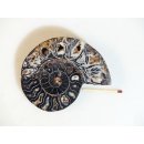 AM108 Ammoniten Paar Cleoniceras besairier Madagaskar seltene schwarze Farbe 205 g D 90 mm