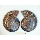 AM108 Ammoniten Paar Cleoniceras besairier Madagaskar seltene schwarze Farbe 205 g D 90 mm