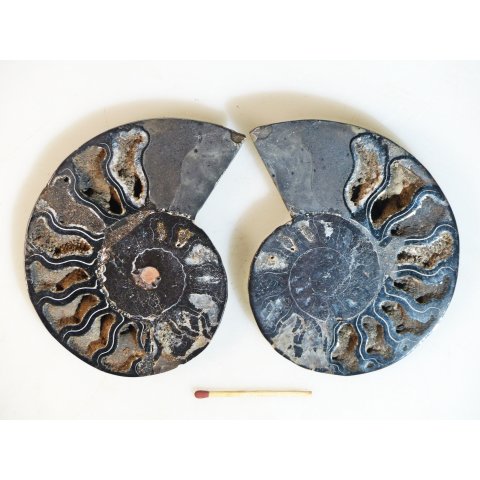 AM109 Ammoniten Paar Cleoniceras besairier Madagaskar seltene schwarze Farbe 165 g D 95 mm