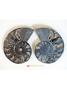 AM109 Ammoniten Paar Cleoniceras besairier Madagaskar...