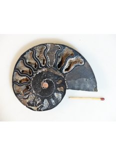 AM109 Ammoniten Paar Cleoniceras besairier Madagaskar seltene schwarze Farbe 165 g D 95 mm