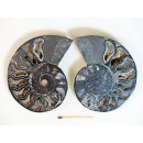 AM109 Ammoniten Paar Cleoniceras besairier Madagaskar seltene schwarze Farbe 165 g D 95 mm