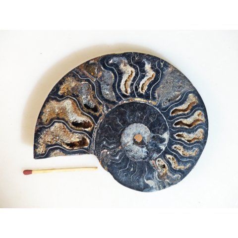 AM110 Ammoniten Paar Cleoniceras besairier Madagaskar seltene schwarze Farbe 156 g D 95 mm