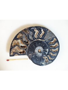 AM110 Ammoniten Paar Cleoniceras besairier Madagaskar...