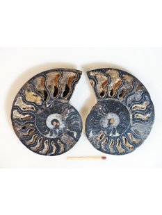 AM110 Ammoniten Paar Cleoniceras besairier Madagaskar seltene schwarze Farbe 156 g D 95 mm