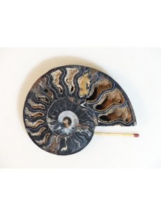 AM110 Ammoniten Paar Cleoniceras besairier Madagaskar seltene schwarze Farbe 156 g D 95 mm