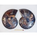 AM110 Ammoniten Paar Cleoniceras besairier Madagaskar seltene schwarze Farbe 156 g D 95 mm