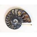 AM110 Ammoniten Paar Cleoniceras besairier Madagaskar seltene schwarze Farbe 156 g D 95 mm