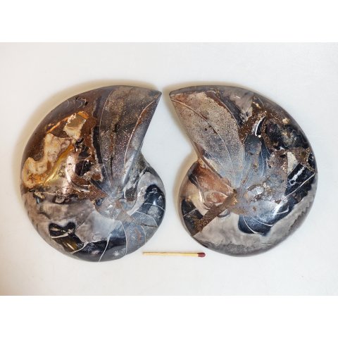 AM112 Ammoniten Paar Cleoniceras besairier Madagaskar seltene schwarze Farbe 684 g D 120 mm