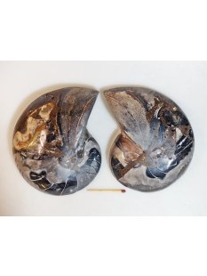 AM112 Ammoniten Paar Cleoniceras besairier Madagaskar...