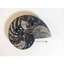 AM112 Ammoniten Paar Cleoniceras besairier Madagaskar seltene schwarze Farbe 684 g D 120 mm