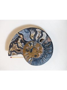 AM113 Ammoniten Paar Cleoniceras besairier Madagaskar...