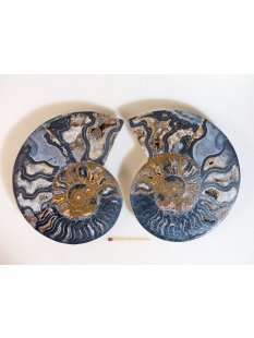 AM113 Ammoniten Paar Cleoniceras besairier Madagaskar seltene schwarze Farbe 582 g D 130 mm