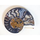 AM113 Ammoniten Paar Cleoniceras besairier Madagaskar seltene schwarze Farbe 582 g D 130 mm