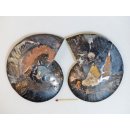 AM113 Ammoniten Paar Cleoniceras besairier Madagaskar seltene schwarze Farbe 582 g D 130 mm