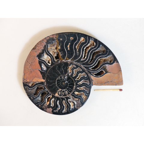 AM114 Ammoniten Paar Cleoniceras besairier Madagaskar seltene schwarze Farbe 534 g D 130 mm