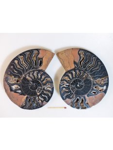 AM114 Ammoniten Paar Cleoniceras besairier Madagaskar seltene schwarze Farbe 534 g D 130 mm