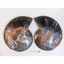 AM114 Ammoniten Paar Cleoniceras besairier Madagaskar seltene schwarze Farbe 534 g D 130 mm