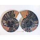 AM114 Ammoniten Paar Cleoniceras besairier Madagaskar seltene schwarze Farbe 534 g D 130 mm