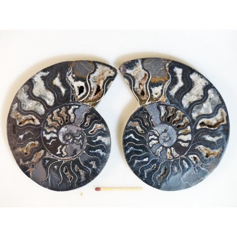 AM115 Ammoniten Paar Cleoniceras besairier Madagaskar seltene schwarze Farbe 329 g D 120 mm