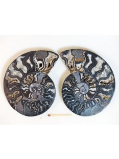 AM115 Ammoniten Paar Cleoniceras besairier Madagaskar...