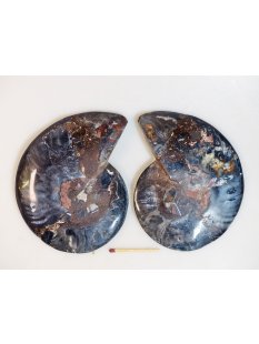 AM115 Ammoniten Paar Cleoniceras besairier Madagaskar...