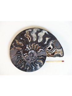 AM115 Ammoniten Paar Cleoniceras besairier Madagaskar seltene schwarze Farbe 329 g D 120 mm