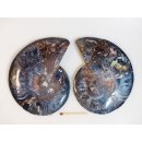 AM115 Ammoniten Paar Cleoniceras besairier Madagaskar seltene schwarze Farbe 329 g D 120 mm
