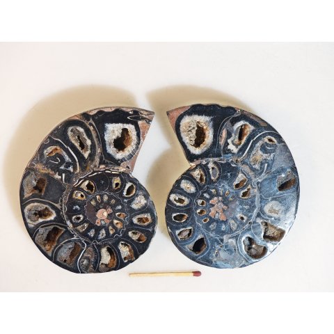 AM116 Ammoniten Paar Cleoniceras besairier Madagaskar seltene schwarze Farbe 274 g D 95 mm