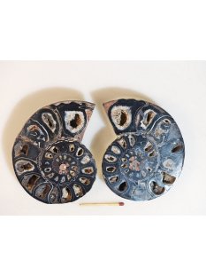 AM116 Ammoniten Paar Cleoniceras besairier Madagaskar...