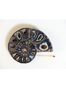 AM116 Ammoniten Paar Cleoniceras besairier Madagaskar seltene schwarze Farbe 274 g D 95 mm