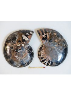 AM116 Ammoniten Paar Cleoniceras besairier Madagaskar seltene schwarze Farbe 274 g D 95 mm