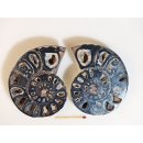 AM116 Ammoniten Paar Cleoniceras besairier Madagaskar seltene schwarze Farbe 274 g D 95 mm