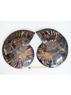 AM130 Ammoniten Paar Cleoniceras besairier Madagaskar...