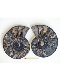 AM130 Ammoniten Paar Cleoniceras besairier Madagaskar...