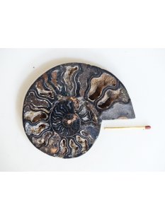 AM130 Ammoniten Paar Cleoniceras besairier Madagaskar seltene schwarze Farbe 161 g D 95 mm