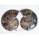 AM130 Ammoniten Paar Cleoniceras besairier Madagaskar seltene schwarze Farbe 161 g D 95 mm