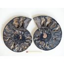 AM130 Ammoniten Paar Cleoniceras besairier Madagaskar seltene schwarze Farbe 161 g D 95 mm