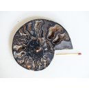 AM130 Ammoniten Paar Cleoniceras besairier Madagaskar seltene schwarze Farbe 161 g D 95 mm