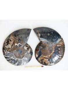 AM131 Ammoniten Paar Cleoniceras besairier Madagaskar...