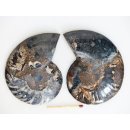 AM131 Ammoniten Paar Cleoniceras besairier Madagaskar seltene schwarze Farbe 134 g D 90 mm