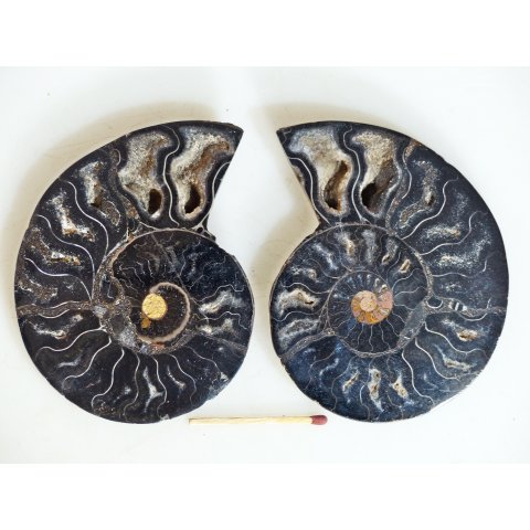 AM132 Ammoniten Paar Cleoniceras besairier Madagaskar seltene schwarze Farbe 145 g D 90 mm