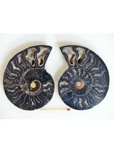 AM132 Ammoniten Paar Cleoniceras besairier Madagaskar...