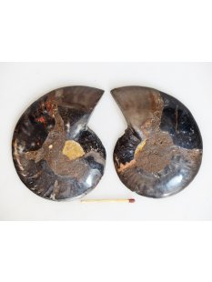 AM132 Ammoniten Paar Cleoniceras besairier Madagaskar...