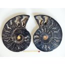 AM132 Ammoniten Paar Cleoniceras besairier Madagaskar seltene schwarze Farbe 145 g D 90 mm