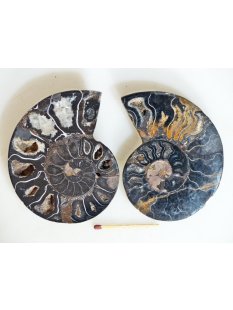 AM133 Ammoniten Paar Cleoniceras besairier Madagaskar...